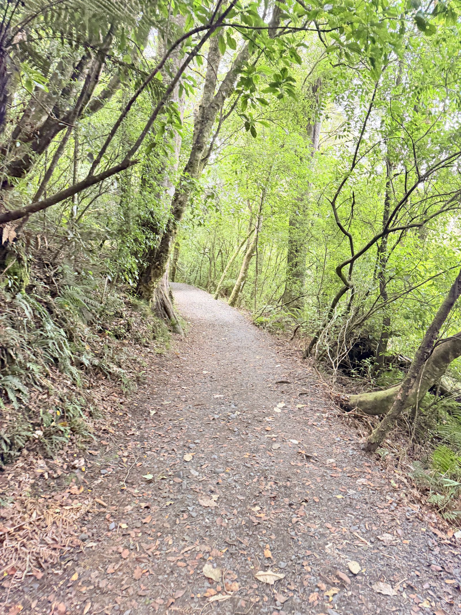 Gravel track winding through native beech and fern bush above Lake Rotopounamu